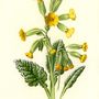 Cowslip