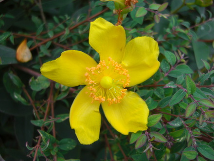 Flower growing near Chertsey Bridge, Surrey (Hypericum Polyphyllum)