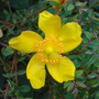 Flower growing near Chertsey Bridge, Surrey (Hypericum Polyphyllum)