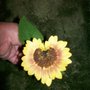 Heart Sunflower