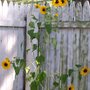 Sunflower minis