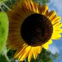 giant sunflower