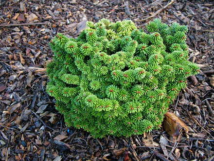 Abies balsamea 'Jamie' (common name; Balsam Fir)