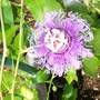 Passionflower (Passiflora "Incensa"  hybrid)