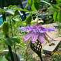Passionflower (Passiflora "Incensa"  hybrid)