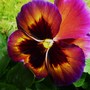 Winter flowering pansy