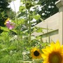 sunflower garden
