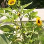 sunflower garden