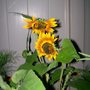 sunflowers at night