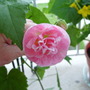 Abutilon 'Victorian Lady' (Abutilon 'Victorian Lady')