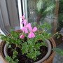 Pelargonium Ivy Geranium (pelargonium)
