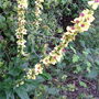 Unidentified Wild Flower