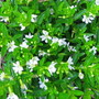 Cuphea (Cuphea hyssopifolia)