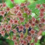 Spiraea Goldflame seedhead (Spiraea japonica)