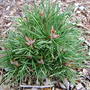 Pinus sylvestris 'Hurn Forest no.2' (common name; Scots pine)