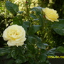 Golden Showers  [Climbing Rose (Rosa)