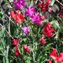 Sweet Peas