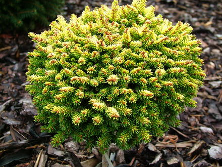 Picea orientalis 'Tom Thumb' (Gold) (common name; Oriental spruce)