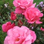 'Prima Ballerina' (Rosa 'Prima Ballerina')
