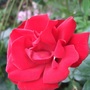 Rosa 'Dublin Bay' (Rosa 'Dublin Bay')
