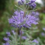 Caryopteris 'Heavenly Blue' (Caryopteris x clandonensis)