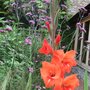 Gladiolus and Verbena bonariensis (Gladiolus)