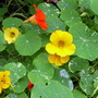 Tropaeolum majus
