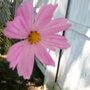 light pink cosmo (Cosmos bipinnatus (Cosmos))