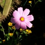 light pink cosmo & rudbeckia  (Cosmos bipinnatus (Cosmos))