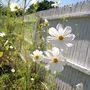 white cosmos (Cosmos bipinnatus (Cosmos))