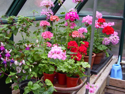 Greenhouse Plants