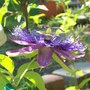 Passionflower (Passiflora "Incensa"  hybrid)