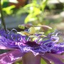 Passionflower (Passiflora "Incensa"  hybrid)