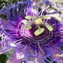 Passionflower (Passiflora "Incensa"  hybrid)