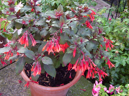 Fuschia Thalia (Fuschia)