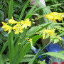 Crocosmia Rowallane (Crocosmia x crocosmiiflora (Montbretia))
