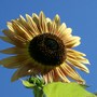 sunflower in the sky (Helianthus annuus (Sunflower))