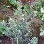 Leptospermum lanigerum
