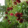 Monets Garden