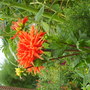 Monets garden