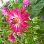 Monets garden