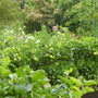 Monets garden