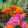 Midendaugust_003