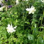aqiligia (Aquilegia atrata (Dark Columbine))