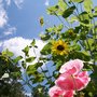 Anemones and the Sunflowers (Anemone coronaria (Poppy anemone) and  helianthus)