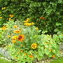 nasturtiums and zudbeckias