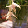 magallenica alba (fuchsia magellenica alba)