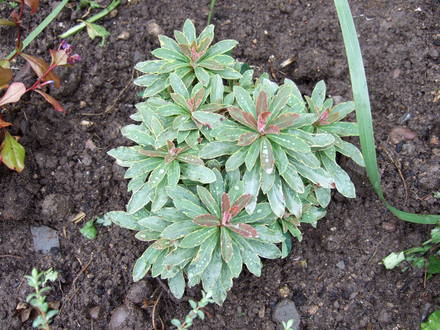 Euphorbia 'Helena's Blush' (Euphorbia)