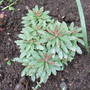 Euphorbia