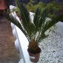 cycad excuse my spelling